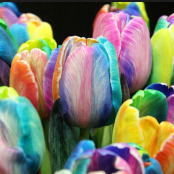 200Pcs Rare Rainbow Tulip Bu
